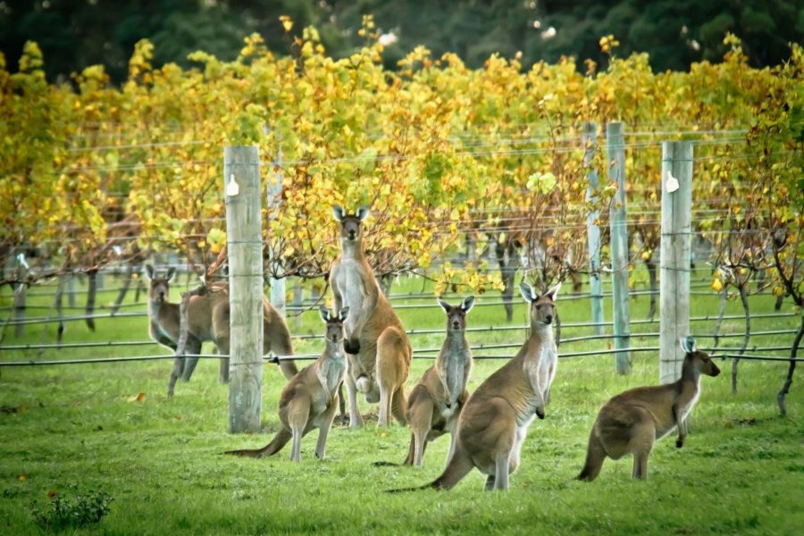 Australian Wines: What Makes Them Different?